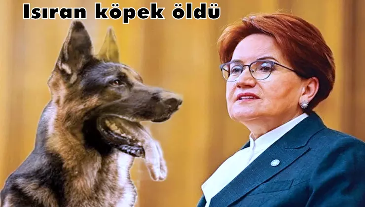 köpek öldü